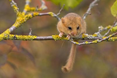 Haselmaus Haselmaus Copyright: xZoonar.com/RalfxWeisex 3277398-stock-photo