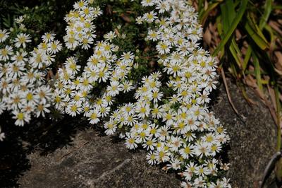 Aster ericoides, Myrtenaster bl?hende Staude im Herbst Copyright: xZoonar.com/PeterxHimmelhuberx 3945295-stock-foto