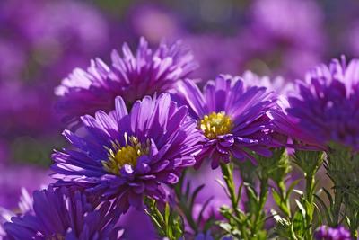 Violett bl?hendes Septemberkraut Violett bl?hendes Septemberkraut Copyright: xZoonar.com/BurkhardxKusterx 3333651-stock-foto