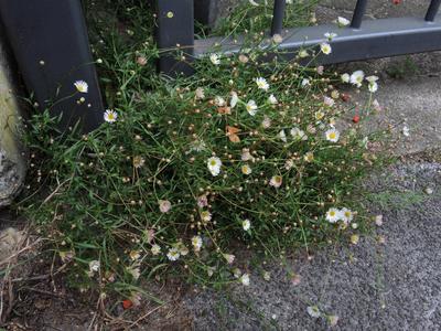Mexikanische Berufkraut, Spanisches Gaensebluemchen, Karwinsky-Berufkraut, Karwinskyberufkraut, Mauer-Gaensebluemchen, M-stock-foto