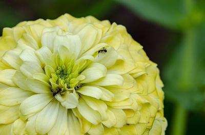 Cosmos sulphureus Blume mit anpassbaren Raum f?r Text. Natur Sch?nheit und Flora Konzept.-stock-foto