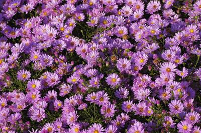 Violett bl?hendes Septemberkraut Violett bl?hendes Septemberkraut Copyright: xZoonar.com/BurkhardxKusterx 3142142-stock-foto