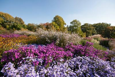 Bl?hendes Septemberkraut in herbstlicher Landschaft Bl?hendes Septemberkraut in herbstlicher Landschaft Copyright: xZoon-stock-foto