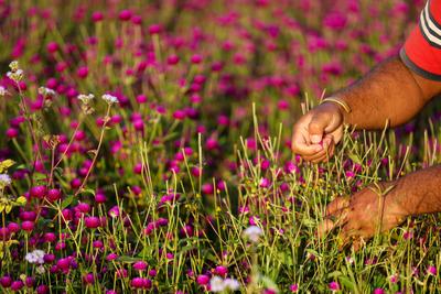 Florists in Nepal prepare Gomphrena Globosa for Tihar Nepali florists pluck Gomphrena Globosa for the upcoming festival-stock-foto