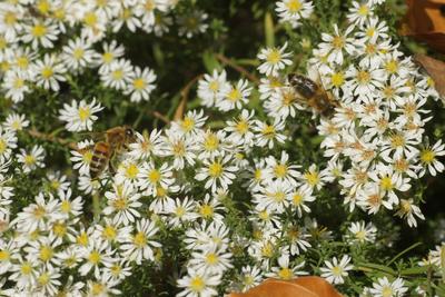 Aster ericoides, Teppichmyrtenaster, Heath aster Aster ericoides, Teppichmyrtenaster, Heath aster, mit Bienen Copyright:-stock-foto