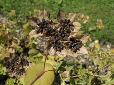 Rundblaettriges Hasenohr Bupleurum rotundifolium fruchtend Deutschland thorough wax round leaf-stock-foto