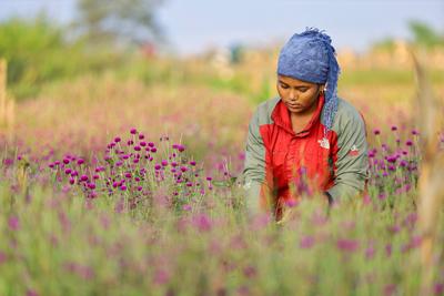 News Themen der Woche KW41 Florists in Nepal prepare Gomphrena Globosa for Tihar Nepali florists pluck Gomphrena Globosa-stock-foto