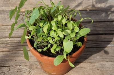 Borago officinalis, Borretsch, Borretsch, S?mling, Setzling-stock-foto