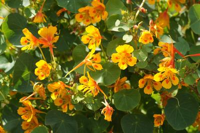 Tropaeolum minus, Kleine Kapuzinerkresse Tropaeolum minus, Kleine Kapuzinerkresse, Little nasturtium Copyright: xZoonar.-stock-foto