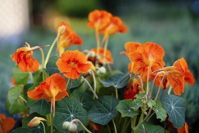 Grosse Kapuzinerkresse, Grosse Kapuziner-Kresse, Kapuzinerkresse, Kapuziner-Kresse (Tropaeolum majus), bluehend Indian c-stock-foto