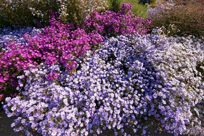 Bl?hendes Septemberkraut in herbstlicher Landschaft Bl?hendes Septemberkraut in herbstlicher Landschaft Copyright: xZoon-stock-foto
