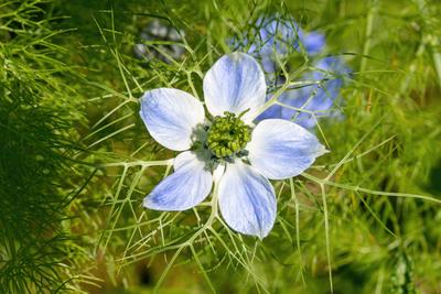 Hellblaue blüte des schwarzkümmels vor unscharfem grünen Hintergrund Hellblaue blüte des schwarzkümmels vor unscharfem g-stock-foto