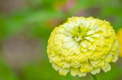 Nahaufnahme von Cosmos sulphureus Blume mit anpassbaren Raum f?r Text oder Ideen. Natur Sch?nheit Konzept.-stock-foto