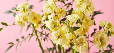 Bouquet of yellow matthiola with branches of green leaves on pink background Bouquet of yellow matthiola with branches o-stock-foto