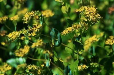 Bildnummer: 56016028  Datum: 04.06.2006  Copyright: imago/blickwinkelrundbl?ttriges hasenohr (bupleurum rotundifolium), bl?hend thorough-wax, round-leaf thorowax (bupleurum rotundifolium), blooming blw042801 kbdig 2006 quer apiace? doldengew?chs doldengew?chse doldenbl?tler pflanze pflanzen bl?tenpflanze bl?tenpflanzen samenpflanze samenpflanzen angiosperme angiospermen dikotyle pflanzen dicotyledon? wildpflanzen deutschland wildpflanzen deutschlands wildpflanze wildpflanzen wildblume wildblumen flora deutschland kraut kr?uter einj?hrig einj?hriges kraut einj?hrige kr?uter gef?hrdete art gef?hrdete arten gef?hrdete pflanzenart gef?hrdete pflanzenarten bl?hen bl?hend gelbe bl?te gelbe bl?ten bl?te bl?ten blume blumen ackerwildkraut ackerwildkr?uter ackerunkraut ackerunkr?uter unkraut unkr?uter segetalpflanze segetalpflanzen ackerrand ackerr?nder acker ?cker feld felder ackerrandstreifen querformat carrot family umbellifers plant plants flowering plant flowering plants angiosperm angiosperms dicotyle plants dicotyledonous plants dicots wild flower wild flowers native plant native plants germany herb herbs annual annual herb annual herbs endangered species endangered plant endangered plants blooming flourishing yellow blossom yellow blossoms yellow flower yellow flowers blossom blossoms flower flowers ecology segetal weed segetal weeds weed weeds field fields arable land field boundary horizontal format  56016028 Date 04 06 2006 Copyright Imago Angle Rundbl?ttriges Hasenohr Bupleurum rotundifolium blooming thorough WAX Round Leaf thorowax Bupleurum rotundifolium blooming  Kbdig 2006 horizontal dye plants Apiaceae Doldengew?chs Doldengew?chse Umbelliferae Plant Plants Flowering plant Flowering plants Plant seeds Seed plants angiosperms angiosperms  dicotyledon Plants Dicotyledonae Wild plants Germany Wild plants Germany Wild plant Wild plants Wild flower Wild flowers Flora Germany Cabbage Herbs Half One year Cabbage year Herbs vulnerable Art vulnerable Species vulnerable Plant vulnerable Plant species bloom blooming Yellow blossom Yellow blossoms blossom blossoms Flower Flowers Arable Weed Arable wild Arable weeds Arable weeds Weeds Weeds Segetalpflanze Segetalpflanzen Arable edge arable margins Acker Fields Field Fields Field margins Landscape Carrot Family Umbelliferae plant Plants flowering plant flowering Plants angiosperms angiosperms dicotyle Plants dicotyledonous Plants dicot Wild Flower Wild Flowers NATIVE plant NATIVE Plants Germany Herb Herbs Annual Annual Herb Annual Herbs Endangered Species Endangered plant Endangered Plants blooming flourishing Yellow Blossom Yellow Blossoms Yellow Flower Yellow Flowers Blossom Blossoms Flower Flowers Ecology segetal WEED segetal WEEDS WEED WEEDS Field Fields execute arable Country Field Boundary horizontally Format-stock-photo