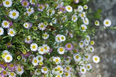 Bildnummer: 59534017  Datum: 10.06.2009  Copyright: imago/LiedleErigeron karvinskianus, Berufskraut 03 xdp x0x 2009 quer Lisselan Gardens Clonakilty Cork Irland Sommer Bl?ten Flowers Blumen Plants Pflanzen gr?n Farben gelb wei? Garten Garden Querformat Bl?hen landscape format Summer Garden Plants Gartenpflanzen Raumgestaltung Dekoration Mehrere Gruppenbild Nature Natur Outdoor Au?enaufnahme white green yellow Group shot Interior Design Decoration  59534017 Date 10 06 2009 Copyright Imago Liedle Erigeron  Professional herb 03 XDP x0x 2009 horizontal  Gardens Clonakilty Cork Ireland Summer blossoms Flowers Flowers Plants Plants Green Colours Yellow white Garden Garden Landscape bloom Landscape Format Summer Garden Plants Garden plants Interior design Decoration several Group photo Nature Nature Outdoor Outside view White Green Yellow Group Shot Interior Design Decoration-stock-foto