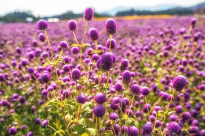 Field of purple globe amaranth Field of purple colored globe amaranth also called gomphrena globosa. Taken in Yangju Nar-stock-foto