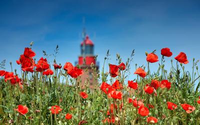 ++Sommerbl?te Ostseek?ste++-stock-foto