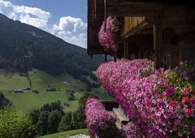 Alpbach: Blumen als Markenzeichen. - Eine unglaubliche Bl?tenpracht schm?ckt dieses typische Holzhaus oberhalb von Alpba-stock-foto