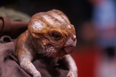 Deutschlandpremiere - Jurassic World: Die Wiedergeburt-stock-photo