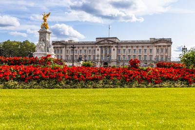 Buckingham Palace and Victoria Memorial with Beautiful Red Flowers-stock-photo