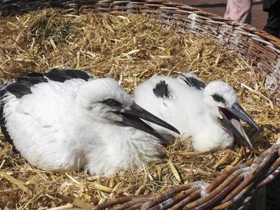 Blick ins Nest mit Storchenkinder Der Storchennachwuchs in Hamburg am 20.Juni 2025. der NABU praesentierten den Nachwuchs und die Zahlen Die Bilanz ergab das mit 45 Stochenpaaren 99 K?cken erfolgreich aufgezogen werden konnten Hamburg Deutschland *** View into the nest with stork children The stork offspring in Hamburg on June 20, 2025 NABU presented the offspring and the numbers The balance showed that with 45 pairs of storks 99 chicks could be successfully raised Hamburg Germany-stock-photo