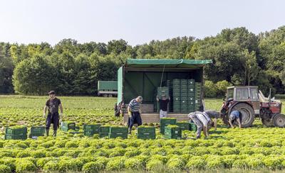 Salaternte auf den Fildern. // 01.07.2023: Filderestadt, Baden-Württemberg, Deutschland, Europa *** Salad harvest on the-stock-foto