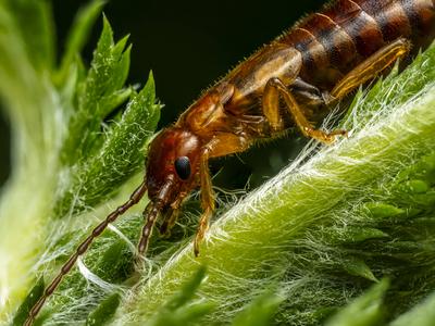 Gemeiner Ohrwurm auf einem gr?nen Blatt in der Natur-stock-foto
