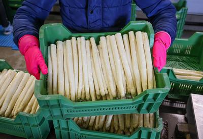 Themenfoto: Spargelsaison beginnt, Nordrhein-Westfalen, Deutschland, Europa-stock-foto