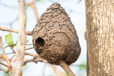 Nest der Asiatischen Gelbschenkelhornisse in einem Baum, Vespa velutina, r?uberische Wespe in Indien-stock-photo