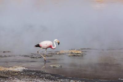 Flamingo im See der bolivianischen Altiplano Tierwelt Wildnis-stock-foto