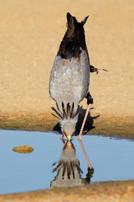 Sekret?rin Vogel trinkt Wasser - Kalahari-W?ste-stock-foto