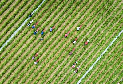 Landwirtschaft, Erdbeer Anbau Erdbeersaison - Luftaufnahme von Erntehelfern bei der Erdbeerenernte. Enp?sse bei der Ern-stock-foto