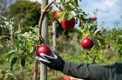 Apfelernte - Erntehelfer pfl?cken ?pfel auf einer Obstplantage. Gesundes Obst aus regionaler Erzeugung, Apfelanbau in de-stock-foto