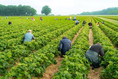 Erdbeerenernte - polnische Erntehelfer pfl?cken Erdbeeren auf einer Erdbeerplantage. Erdbeersaison - sind die Erdbeeren-stock-foto