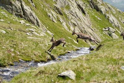Foto Manuel Geisser 23.07.2021 Wildtiere Schweiz. Bild : Zwei Gaemse Gemse springen ueber Bergbach. Nufenenpass *** Phot-stock-foto