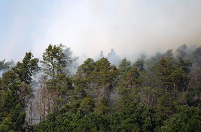 Waldbrand in Wendelstein , Zahlreiche Feuerwehr im Einsatz , in Wendelstein , Bayern , Deutschland . Juni 24, 2025 . Pho-stock-foto