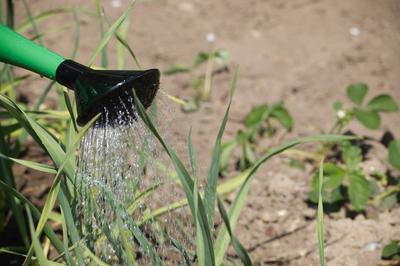 Gie?kanne gie?t Wasser ?ber sprouting Knoblauch Bl?tter-stock-photo