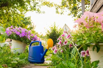 Farm worker gardening tools. Blue plastic watering can for irrigation plants placed in garden with flowers on flowerbed and flowerpot on sunny summer day. Gardening hobby agriculture concept.-stock-foto
