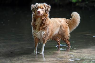 Entertainment Bilder des Tages Abk?hlung f?r Hunde im Wasser Hunde schwimmen bei gro?er Hitze im Wasser trotz eines bede-stock-photo