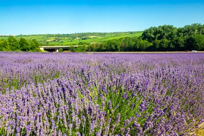 Lavendelfeld bei Gr?nstadt (Pfalz)***Das Weingut Gaul kultiviert Lavendel und vermarktet die daraus entstehenden Produkt-stock-foto