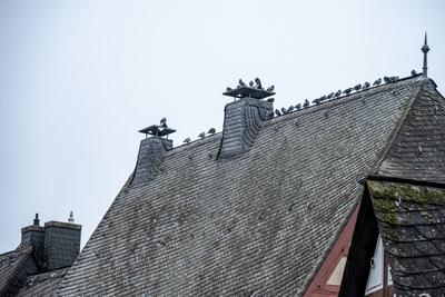 Historische Fachwerkh?user mit Tauben auf dem Schieferdach 10.11.24, Limburg: Symbolfoto, Illustrationsbild, Symbolbild,-stock-foto