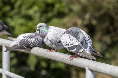 Taub putzt ihr Gefieder auf einem Gel?nder *** Dove preens her feathers on a railing-stock-foto