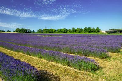 Lavendelfeld bei Gr?nstadt (Pfalz)***Das Weingut Gaul kultiviert Lavendel und vermarktet die daraus entstehenden Produkt-stock-foto