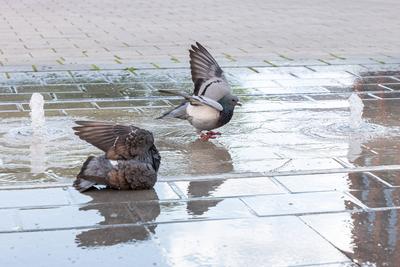 Tauben am Brunnen ? Alltagsszene in Limburg-stock-foto