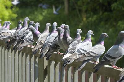Tauben sitzen auf Zaun an der Panke, Wedding, Bezirk Mitte, Berlin, Deutschland-stock-foto