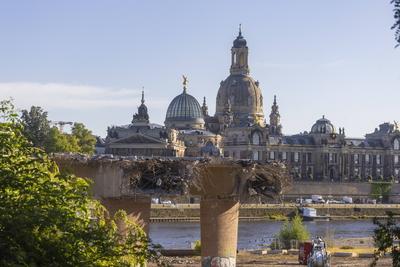Abbruch der Carolabr?cke in Dresden-stock-foto