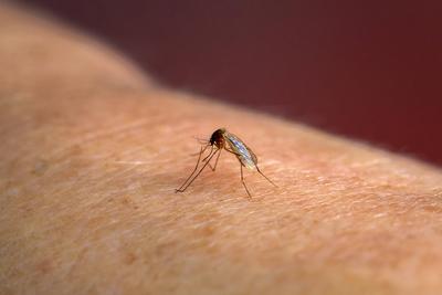 17.09.2024, Stechm?cke (Culicidae) sucht sich auf der menschlichen Haut eine Stelle zum Blut saugen. 17.09.2024, M?cke 1-stock-foto