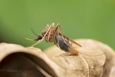 Anopheles gambiae mosquitoe , Satara, Maharashtra, India. These are anthropophilic and prefer human blood as opposed to-stock-photo
