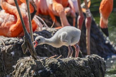 Flamingo-Nachwuchs-stock-photo